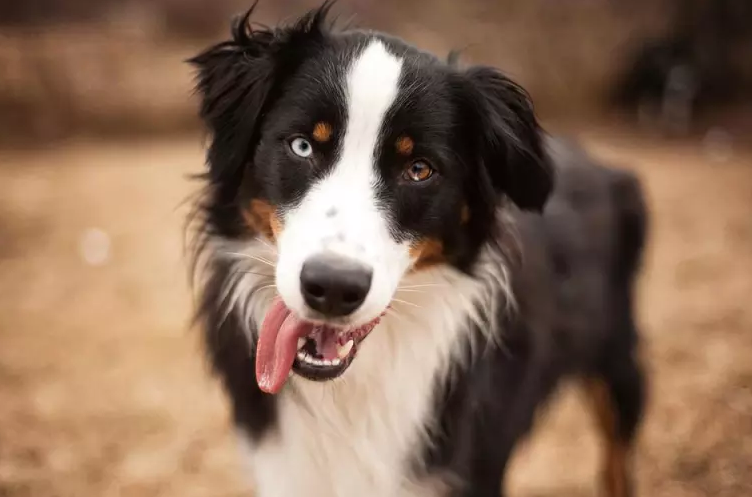 Illustration de l'article : 10 races de chiens considérées comme les plus enclines à l'apprentissage